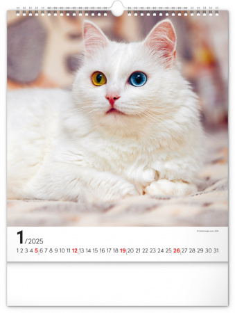 detail Nástěnný kalendář Kočky 2025, 30 × 34 cm