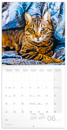 detail Poznámkový kalendář Kočky 2025, 30 × 30 cm