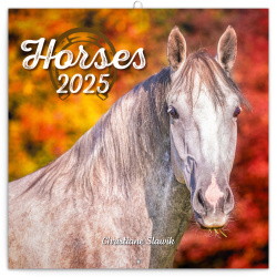 NOTIQUE Poznámkový kalendář Koně – Christiane Slawik 2025, 30 x 30 cm
