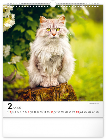 detail NOTIQUE Nástěnný kalendář Kočky 2025, 30 x 34 cm