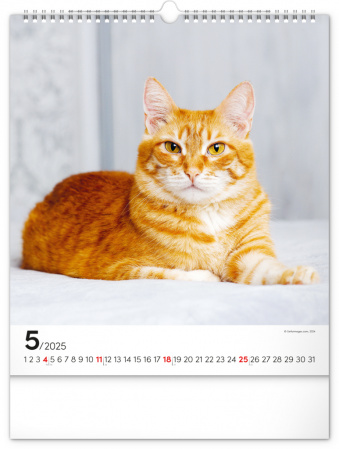 detail NOTIQUE Nástěnný kalendář Kočky 2025, 30 x 34 cm