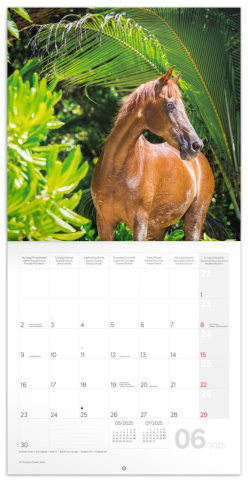 detail NOTIQUE Poznámkový kalendář Koně – Christiane Slawik 2025, 30 x 30 cm