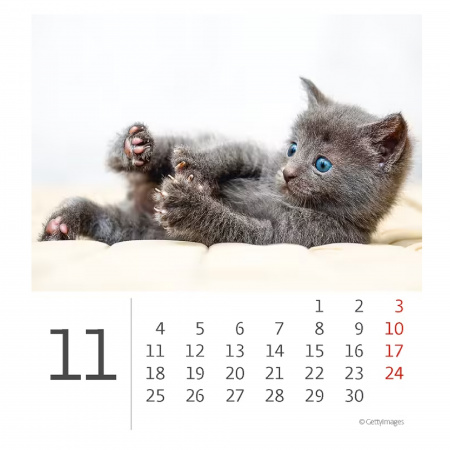 detail Kalendář Mini Kittens