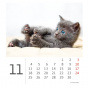 náhled Kalendář Mini Kittens