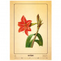 náhled Kalendář Herbarium