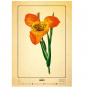 náhled Kalendář Herbarium