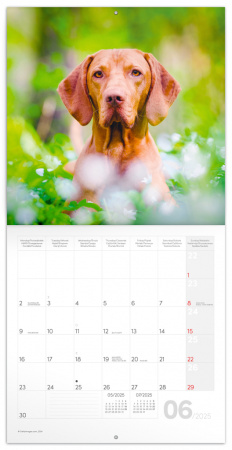 detail Poznámkový kalendář Psi 2025, 30 × 30 cm