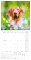 náhled Poznámkový kalendář Psi 2025, 30 × 30 cm