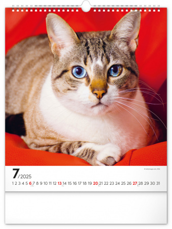 detail Nástěnný kalendář Kočky 2025, 30 × 34 cm